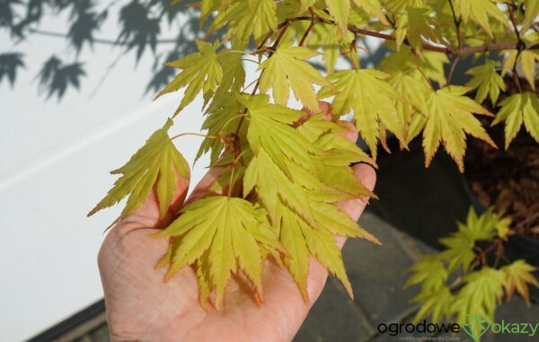 KLON PALMOWY ORANGE DREAM Acer palmatum