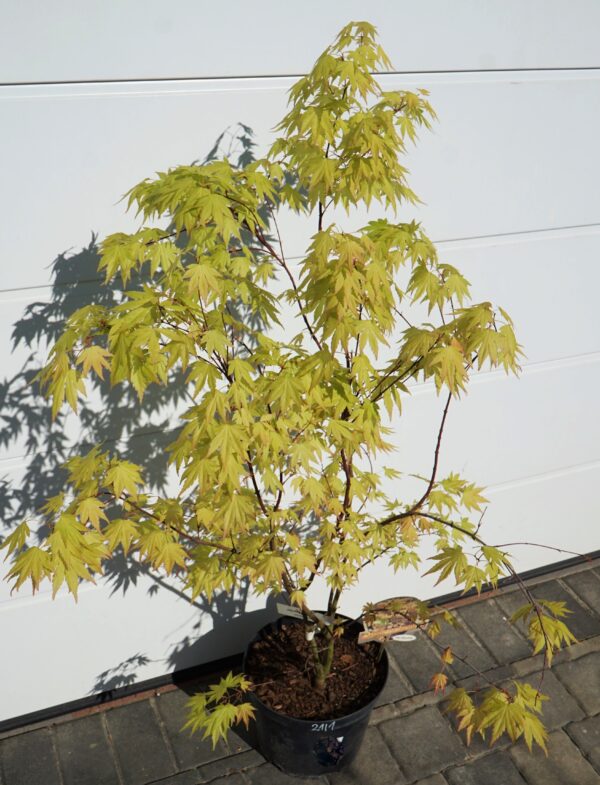 KLON PALMOWY ORANGE DREAM Acer palmatum