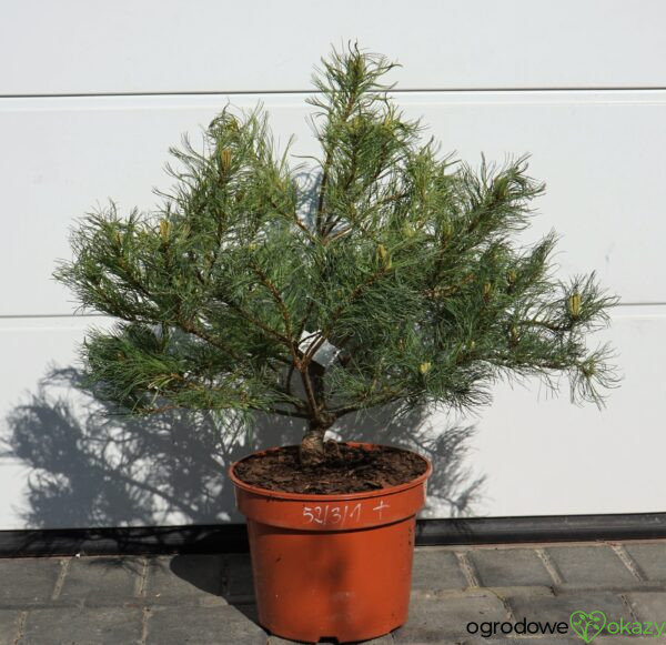 SOSNA WEJMUTKA GREEN TWIST Pinus strobus