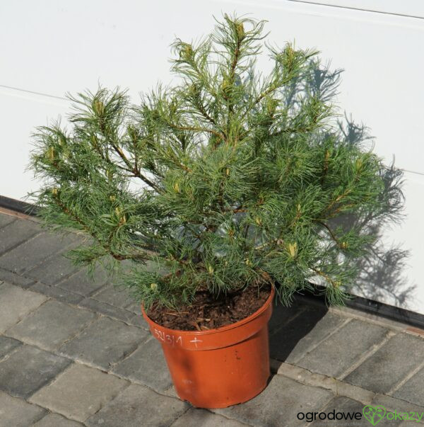 SOSNA WEJMUTKA GREEN TWIST Pinus strobus