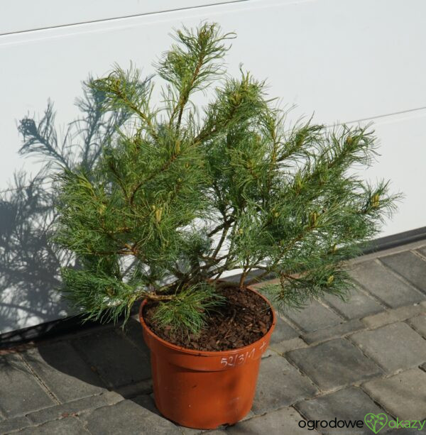 SOSNA WEJMUTKA GREEN TWIST Pinus strobus