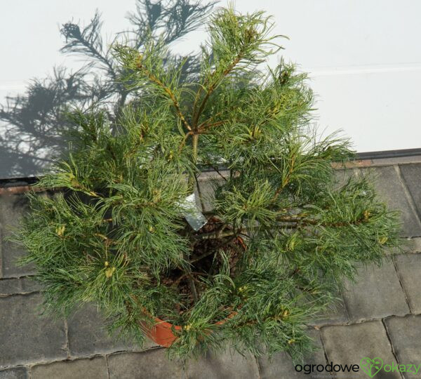 SOSNA WEJMUTKA GREEN TWIST Pinus strobus