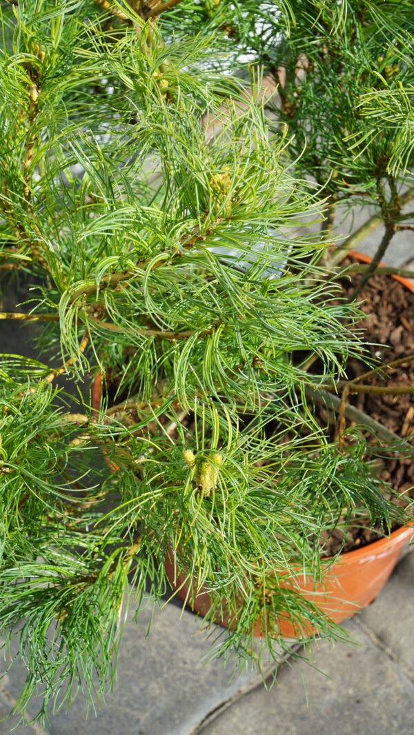 SOSNA WEJMUTKA GREEN TWIST Pinus strobus