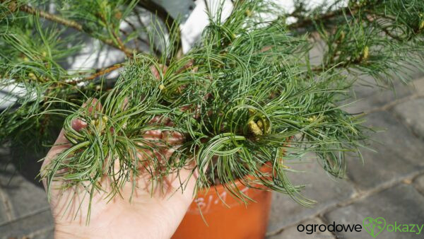 SOSNA WEJMUTKA GREEN TWIST Pinus strobus