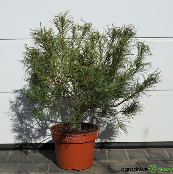 SOSNA WEJMUTKA GREEN TWIST Pinus strobus