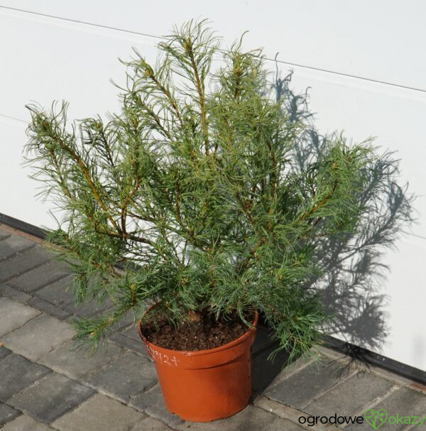 SOSNA WEJMUTKA GREEN TWIST Pinus strobus