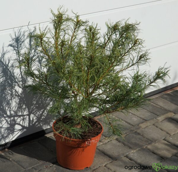 SOSNA WEJMUTKA GREEN TWIST Pinus strobus