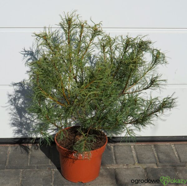 SOSNA WEJMUTKA GREEN TWIST Pinus strobus