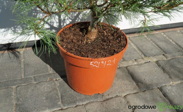 SOSNA WEJMUTKA GREEN TWIST Pinus strobus