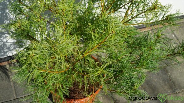 SOSNA WEJMUTKA GREEN TWIST Pinus strobus