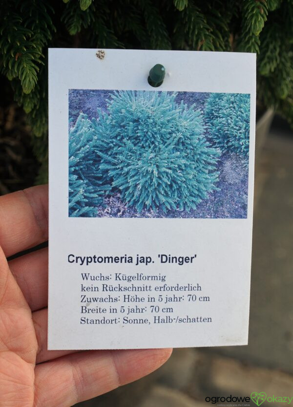 SZYDLICA JAPOŃSKA DINGER Cryptomeria japonica