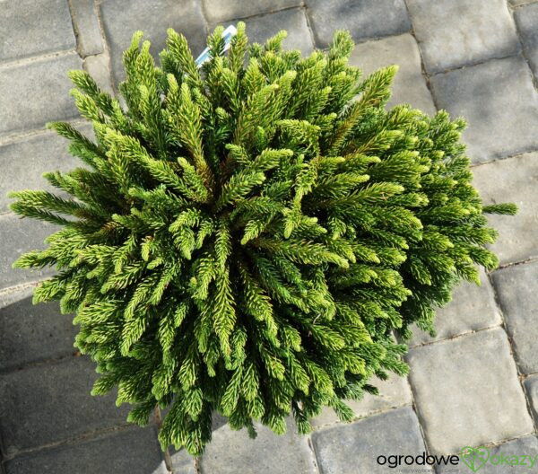 SZYDLICA JAPOŃSKA DINGER Cryptomeria japonica