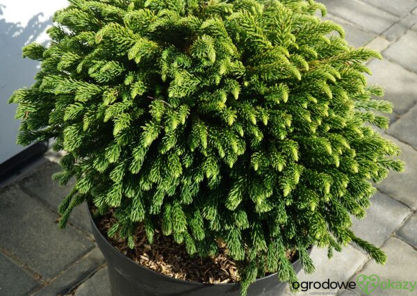 SZYDLICA JAPOŃSKA DINGER Cryptomeria japonica