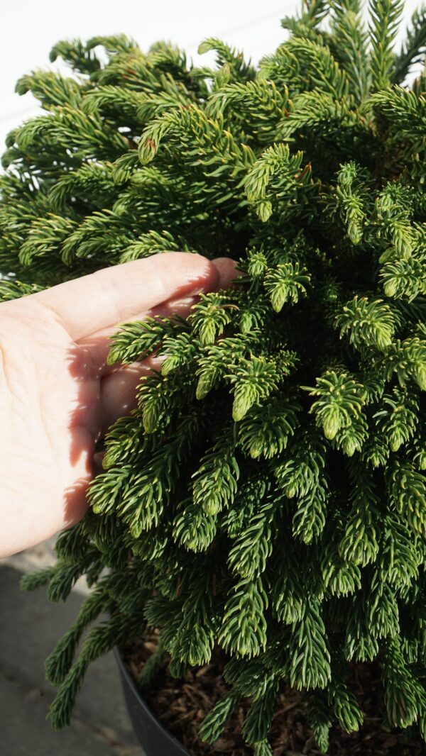 SZYDLICA JAPOŃSKA DINGER Cryptomeria japonica