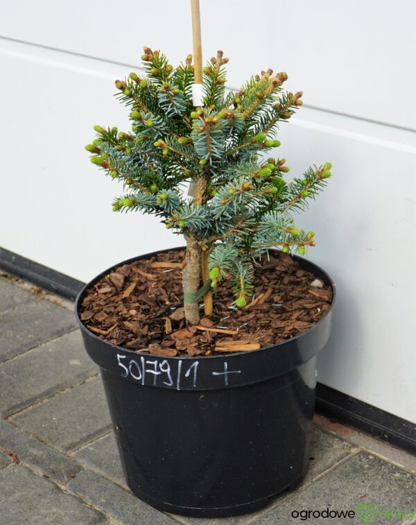 ŚWIERK BICOLOR HOWELL'S DWARF Picea bicolor