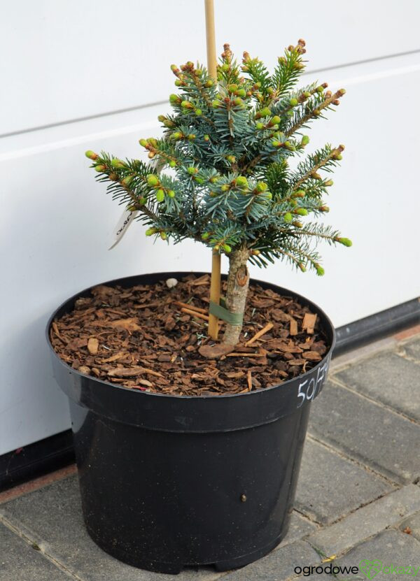 ŚWIERK BICOLOR HOWELL'S DWARF Picea bicolor