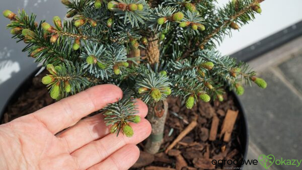 ŚWIERK BICOLOR HOWELL'S DWARF Picea bicolor