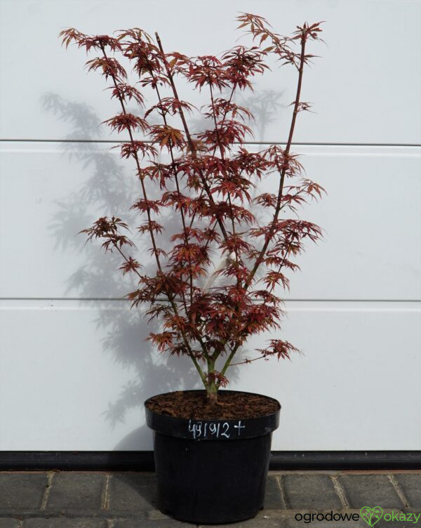 KLON PALMOWY JERRE SCHWARTZ Acer palmatum