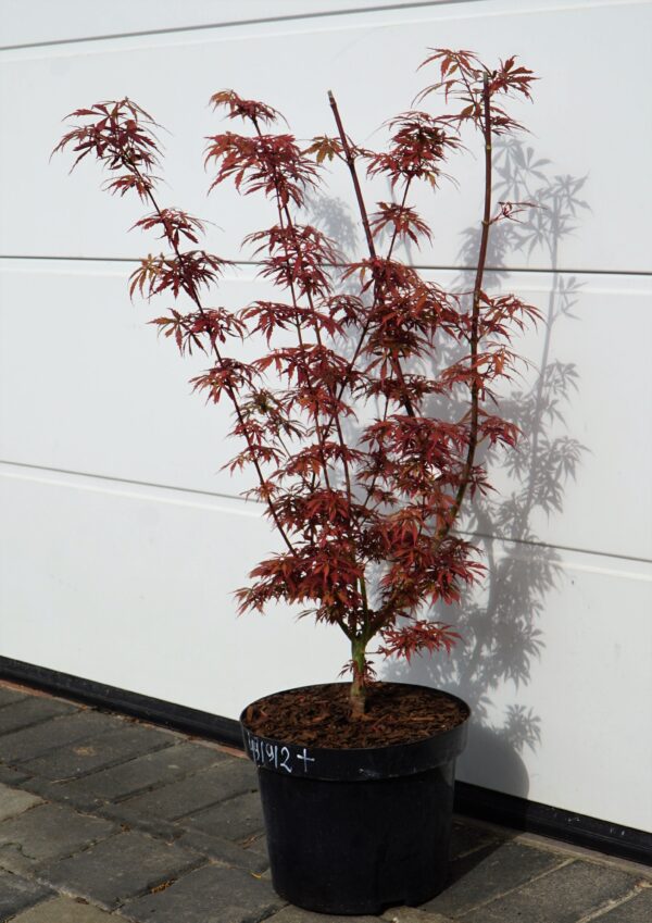 KLON PALMOWY JERRE SCHWARTZ Acer palmatum