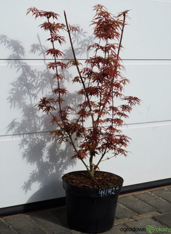 KLON PALMOWY JERRE SCHWARTZ Acer palmatum