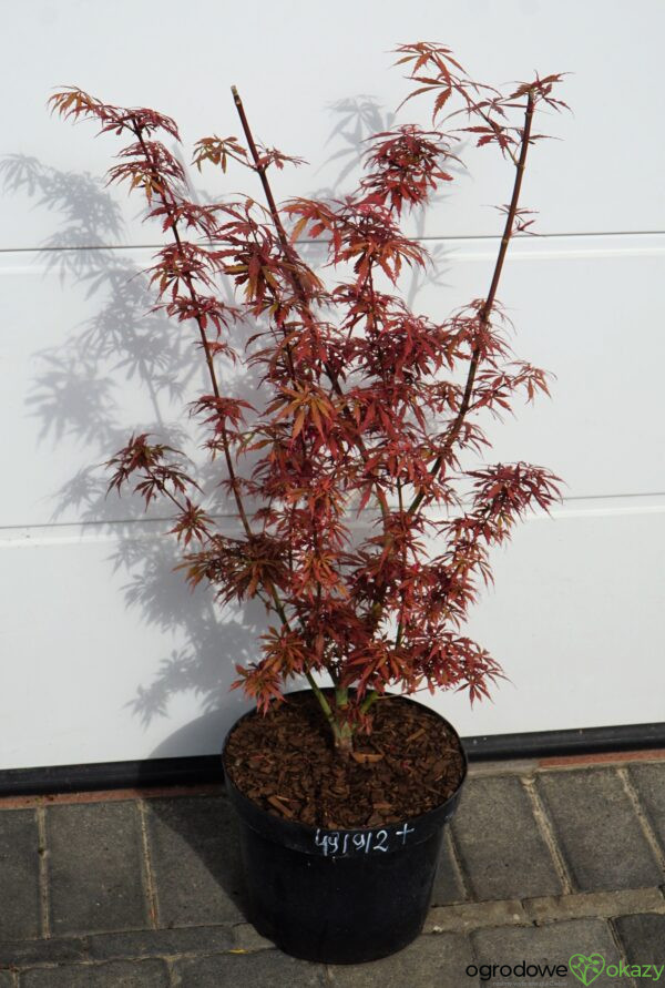 KLON PALMOWY JERRE SCHWARTZ Acer palmatum