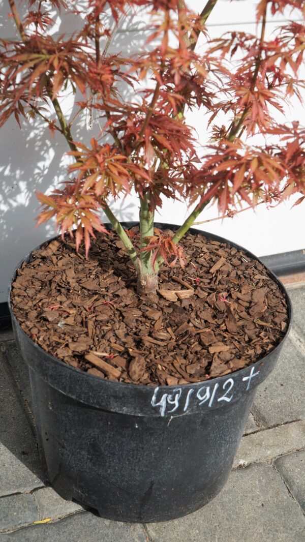 KLON PALMOWY JERRE SCHWARTZ Acer palmatum