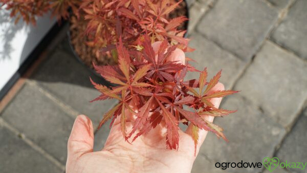 KLON PALMOWY JERRE SCHWARTZ Acer palmatum