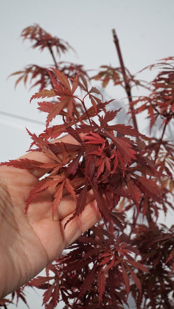 KLON PALMOWY JERRE SCHWARTZ Acer palmatum