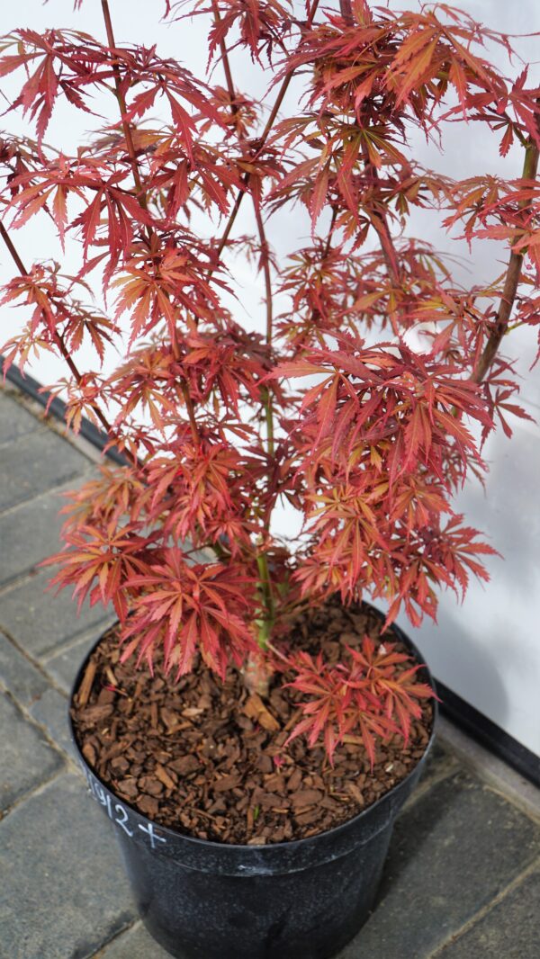 KLON PALMOWY JERRE SCHWARTZ Acer palmatum