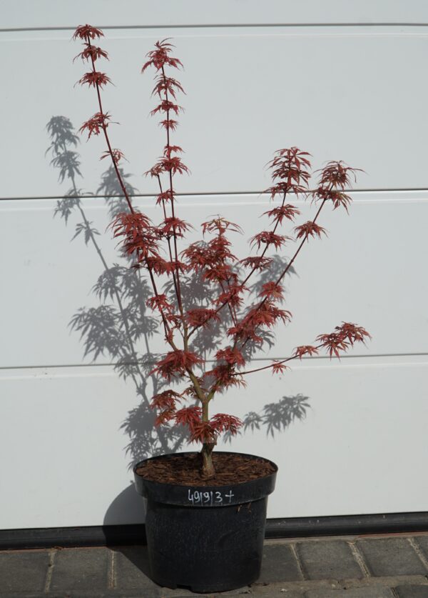 KLON PALMOWY JERRE SCHWARTZ Acer palmatum