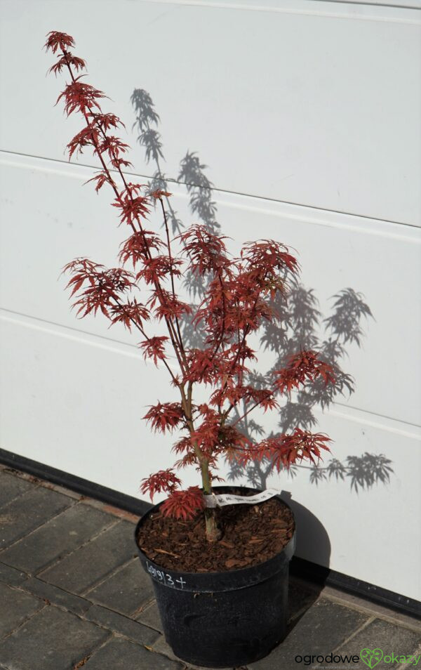 KLON PALMOWY JERRE SCHWARTZ Acer palmatum