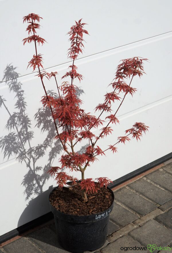 KLON PALMOWY JERRE SCHWARTZ Acer palmatum