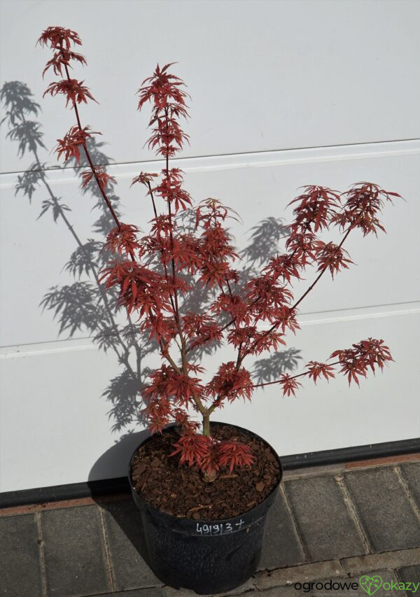 KLON PALMOWY JERRE SCHWARTZ Acer palmatum