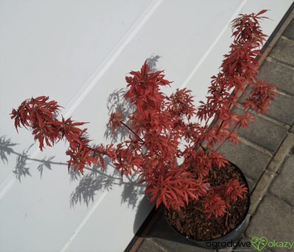 KLON PALMOWY JERRE SCHWARTZ Acer palmatum