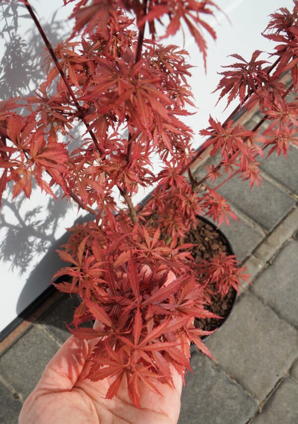 KLON PALMOWY JERRE SCHWARTZ Acer palmatum