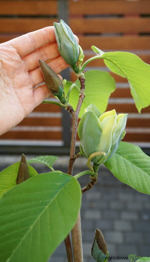 MAGNOLIA DRZEWIASTA BLUE OPAL Magnolia acuminata