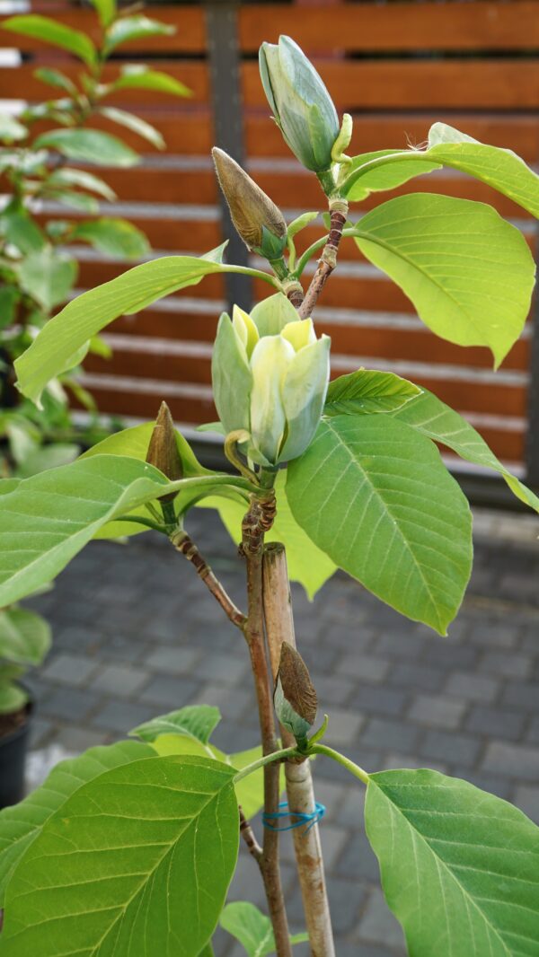 MAGNOLIA DRZEWIASTA BLUE OPAL Magnolia acuminata