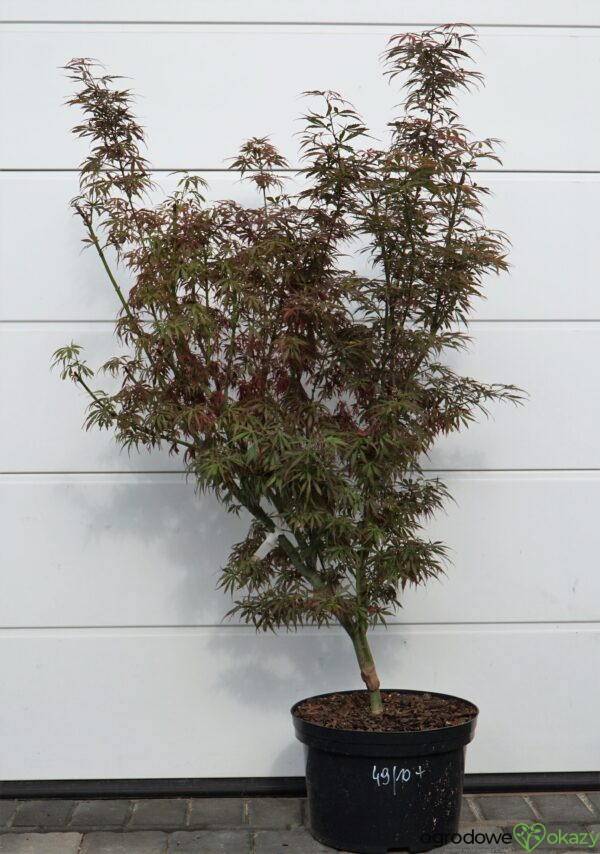 KLON PALMOWY JERRE SCHWARTZ Acer palmatum