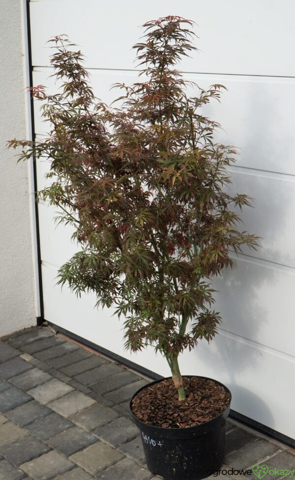 KLON PALMOWY JERRE SCHWARTZ Acer palmatum