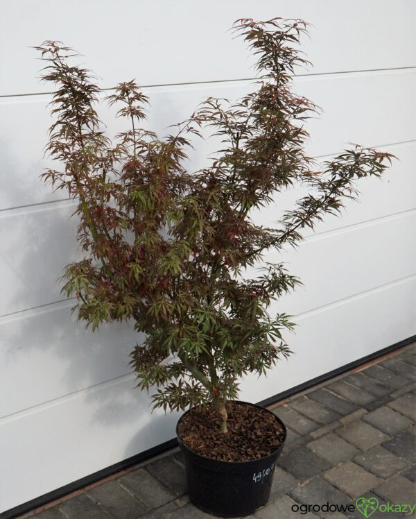 KLON PALMOWY JERRE SCHWARTZ Acer palmatum