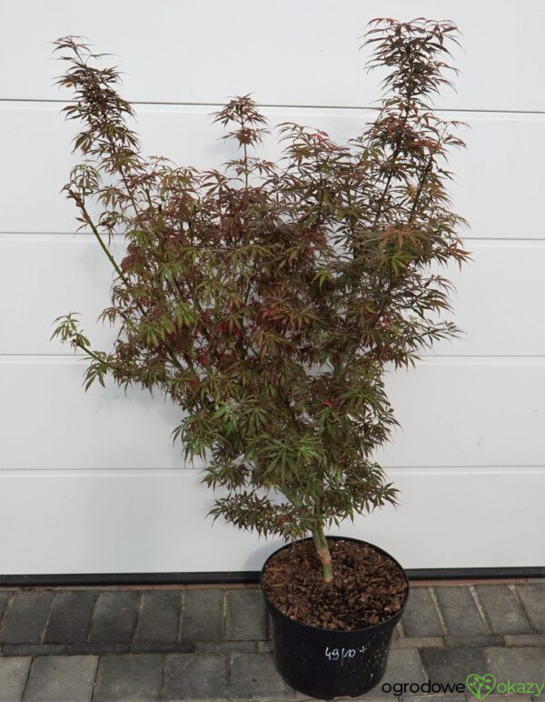 KLON PALMOWY JERRE SCHWARTZ Acer palmatum