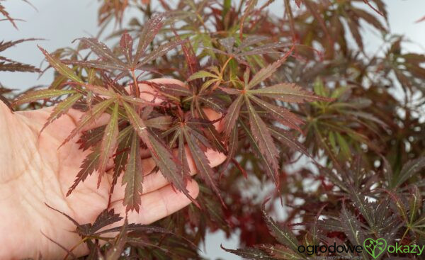 KLON PALMOWY JERRE SCHWARTZ Acer palmatum