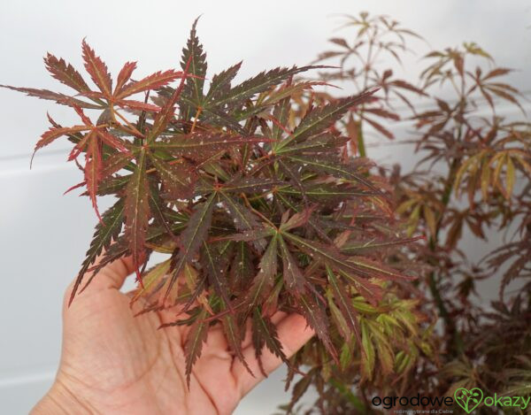 KLON PALMOWY JERRE SCHWARTZ Acer palmatum