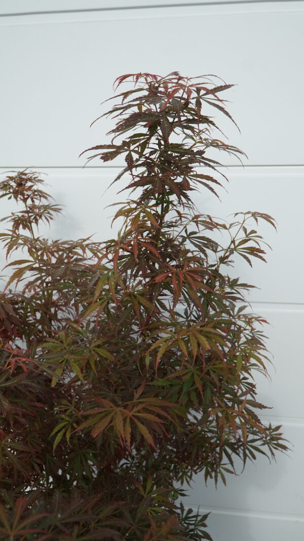 KLON PALMOWY JERRE SCHWARTZ Acer palmatum