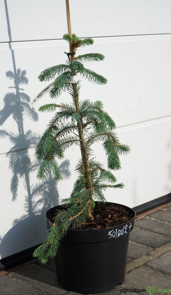 ŚWIERK ENGELMANNA 'BUSH'S LACE' Picea engelmannii