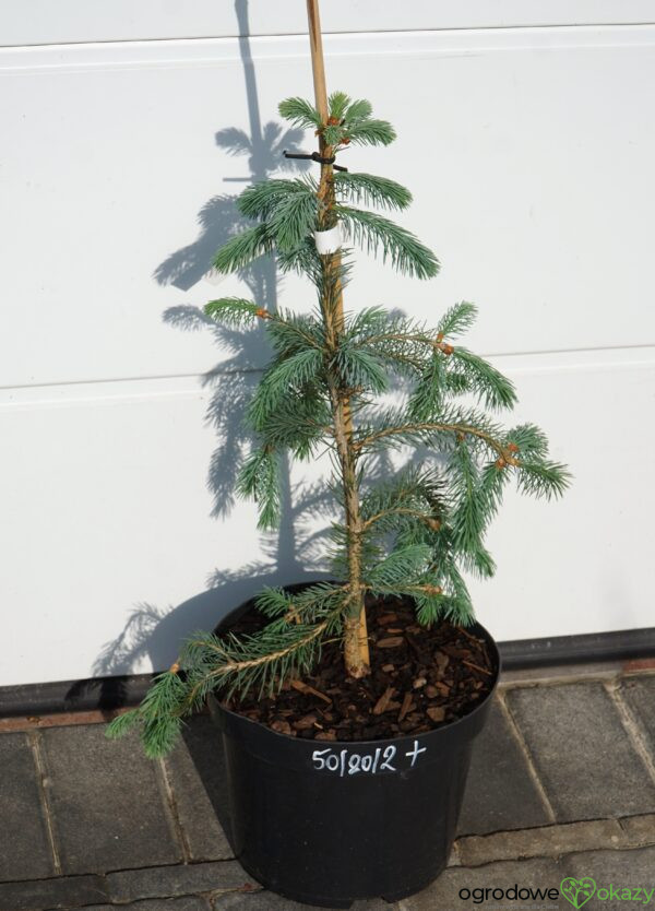 ŚWIERK ENGELMANNA 'BUSH'S LACE' Picea engelmannii