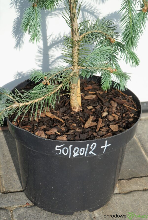 ŚWIERK ENGELMANNA 'BUSH'S LACE' Picea engelmannii