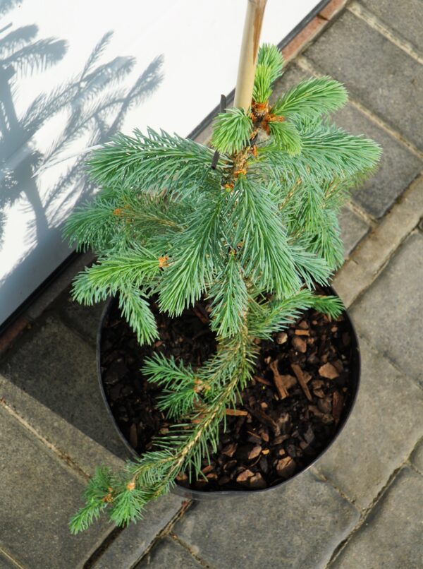 ŚWIERK ENGELMANNA 'BUSH'S LACE' Picea engelmannii