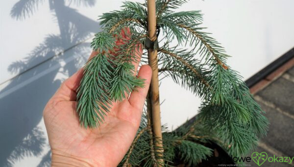 ŚWIERK ENGELMANNA 'BUSH'S LACE' Picea engelmannii