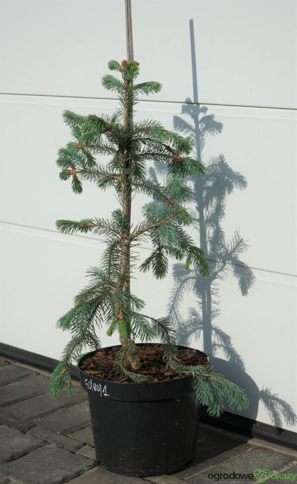 ŚWIERK ENGELMANNA 'BUSH'S LACE' Picea engelmannii